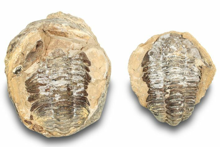 Fossil Calymene Trilobite In Nodule (Pos/Neg) - Morocco #251728